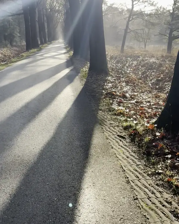 Fietspad door een bomenlaan met laagstaande zon
