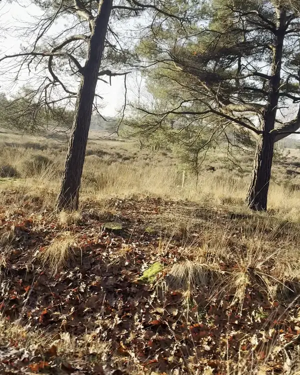 Fietsen door het bos met dennen en heide in het Vechtdal