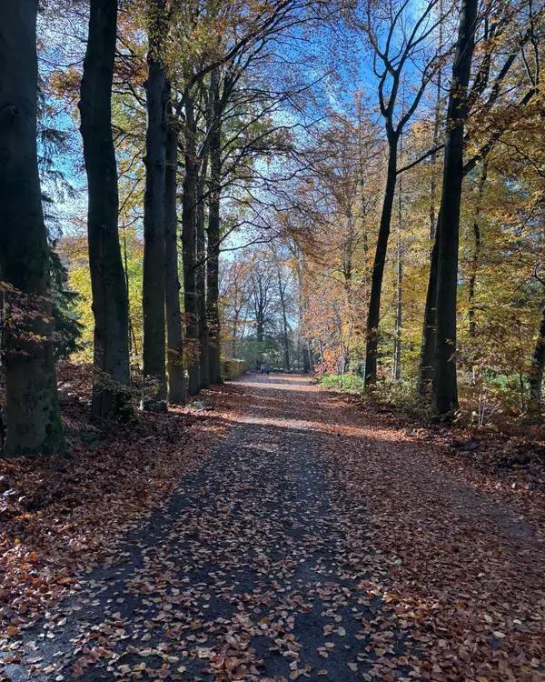 Laan met herfstbladeren en hoge bomen